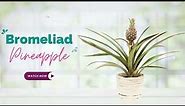 Bromeliad Pineapple Plant | Ananas Comosus | TinyLeaf
