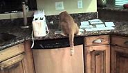 How to keep cats off the counter