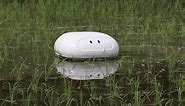This robot “duck” could help Japanese rice farmers keep paddy fields clear of weeds