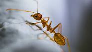 Queensland announces new fire ant strategy to stop pests spreading into New South Wales