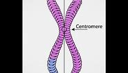 Chromosomes Vs Chromatids