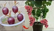 Best Skills how to grow Grape tree from grape fruit in water