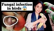 fungal infection in birds / Birds Care Treatment And How to Keep Birds Parrots Farm Fungal Free Tips