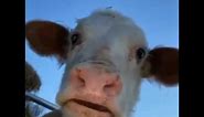 Cow looking at camera meme
