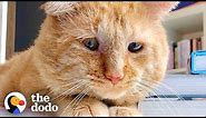 Sad Looking Cat Gets Adopted And Purrs For The First Time Ever | The Dodo