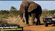 Big Tusker Elephant Shows Off His HUGE Size To Sarafi-Goers In South Africa