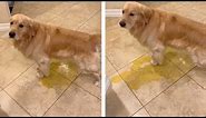 Dog Pees On Floor Because Of Rain