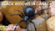 Venomous black widow spiders in Canada?