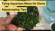 How To Tie Aquarium Moss On Stone | Aquascaping Tips & Tricks | Aquarium Moss | Terrarium moss