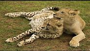 Lion and Cheetah | Unusual Friendship in the Wild