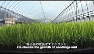 A Day of Japanese Rice Farmers Vol.5: Seeding and Raising seedlings