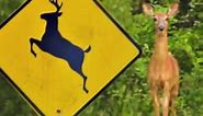 Woman Misunderstands Deer Crossing Signs, Calls Radio Station, Wants Them Moved