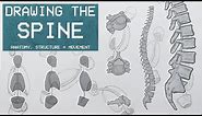 Drawing The SPINE - Anatomy, Structure & Movement - Anatomy 2