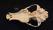 Mammal Skull Identification Lecture