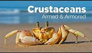 Armed and Armored: The Amazing Evolutionary Story of Crustaceans