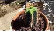How to cut a damaged cactus to get it to produce new growth.