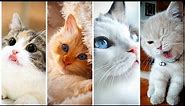 Cute Cat Wallpapers | Dpz For Whatsapp