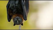 Fruit-loving Flying Foxes | Animals with Cameras 2 | BBC Earth