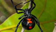 3 Venomous (Poisonous) Spiders Found in Montana (2024)
