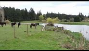 Canadian Horse - Shaw TV Nanaimo