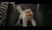 top 5 Cat funny car commercials