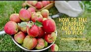 4 Ways to Tell if Apples are Ready To Harvest
