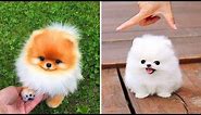 🐾 Cute Teacup Pomeranian Puppies Playing: 🐾 Cutest Dog Compilation Videos