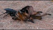 The reason it's called a spider hunting wasp.