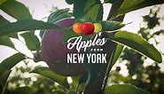 New York Apples - New York apples are the best—the Big...