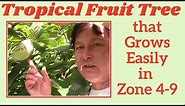 One Tropical Native Fruit Tree You Must Grow in Zone 4-9 that has the Best Amazing Fruit