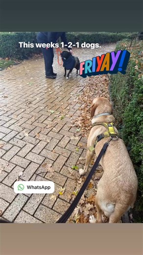 Forever home dog training on Reels