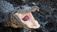 Alligator Teeth: Everything You Need to Know