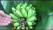 How to tell when to harvest bananas