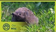 Year of the Hedgehog - Go Wild