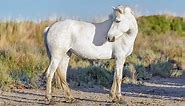 Camargue Horse Facts And Information - Breed Profile - AHF