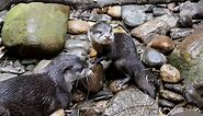 Asian Small-Clawed Otters Will Challenge Everything You Know About Otter Cuteness (Video)