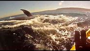 Kayaking with Redondo Beach Blue Whales, with underwater footage and Lunge feeding GoPro