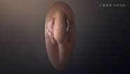 Exquisitely preserved embryo found inside fossilised dinosaur egg