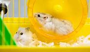 Can Hamsters Live Together - Can Two Hamsters Share A Cage?