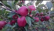 High Density apple orchard Management | important video