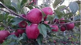 High Density apple orchard Management | important video