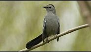 How Nature Works: Catbird Mimicry