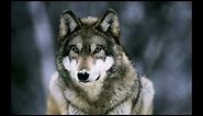 Wolves - Howling - In Nature