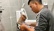 Opps So funny monkey Puka is pooping laying on floor request dad help