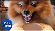 Feisty Pomeranian growls as it refuses to stop drinking from coconut