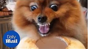 Feisty Pomeranian growls as it refuses to stop drinking from coconut