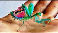 10 Most Beautiful Praying Mantises In The World