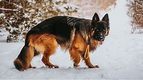 Long Haired German Shepherd: What To Know Before Buying