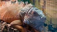 Discover the Largest Iguana Found in Florida