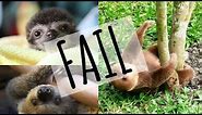 Sloth Fail Compilation